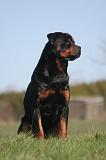 ROTTWEILER 622